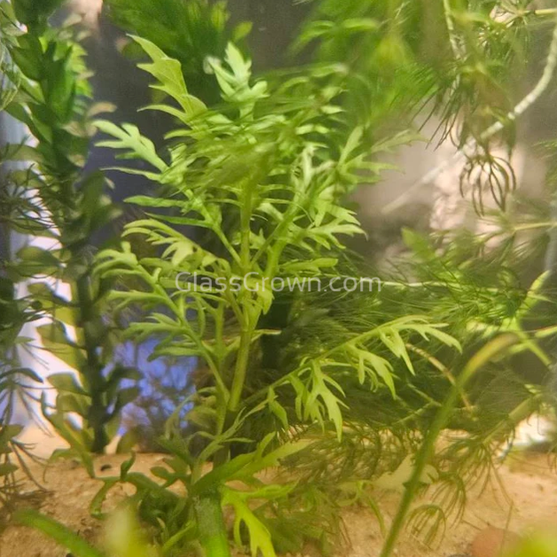 Water Wisteria (Hygrophila Difformis)