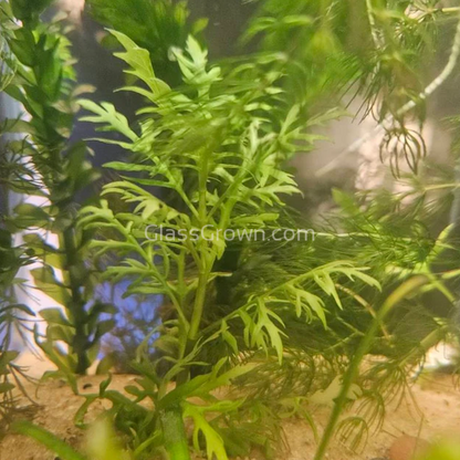 Water Wisteria (Hygrophila Difformis)