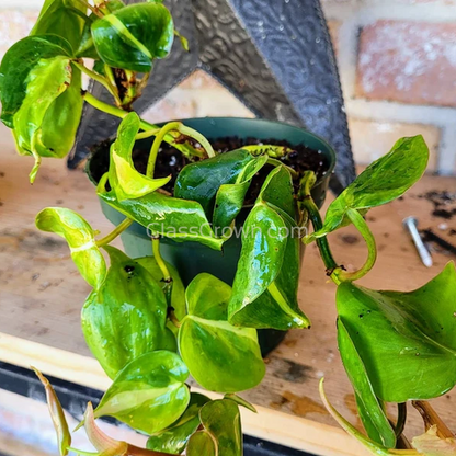 Philodendron 'Brasil'