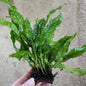 Java Fern
