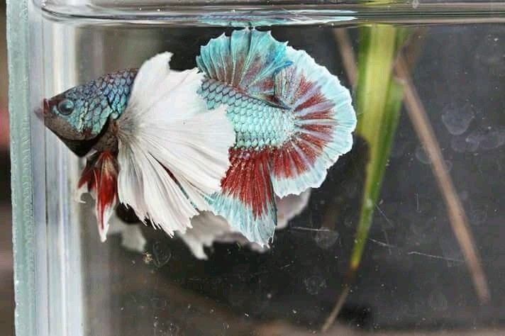 Elephant Ear Betta