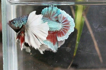 Elephant Ear Betta