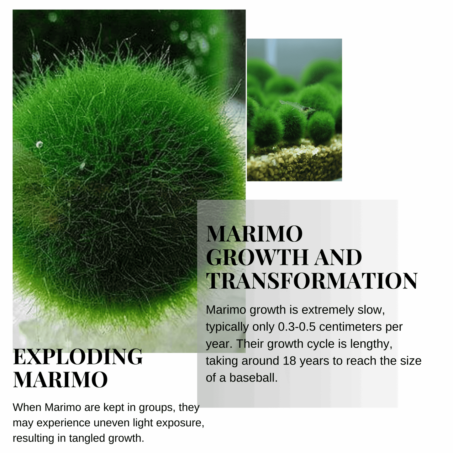 Sample Marimo Moss Balls For Aquarium Multiple Size - Kokedama Japanese Algae Ball