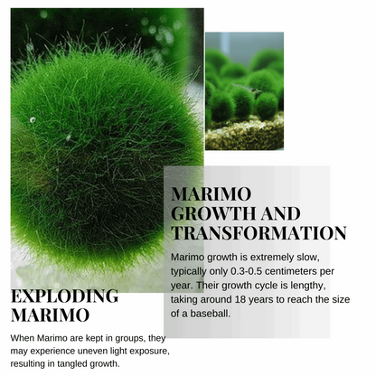 Sample Marimo Moss Balls For Aquarium Multiple Size - Kokedama Japanese Algae Ball