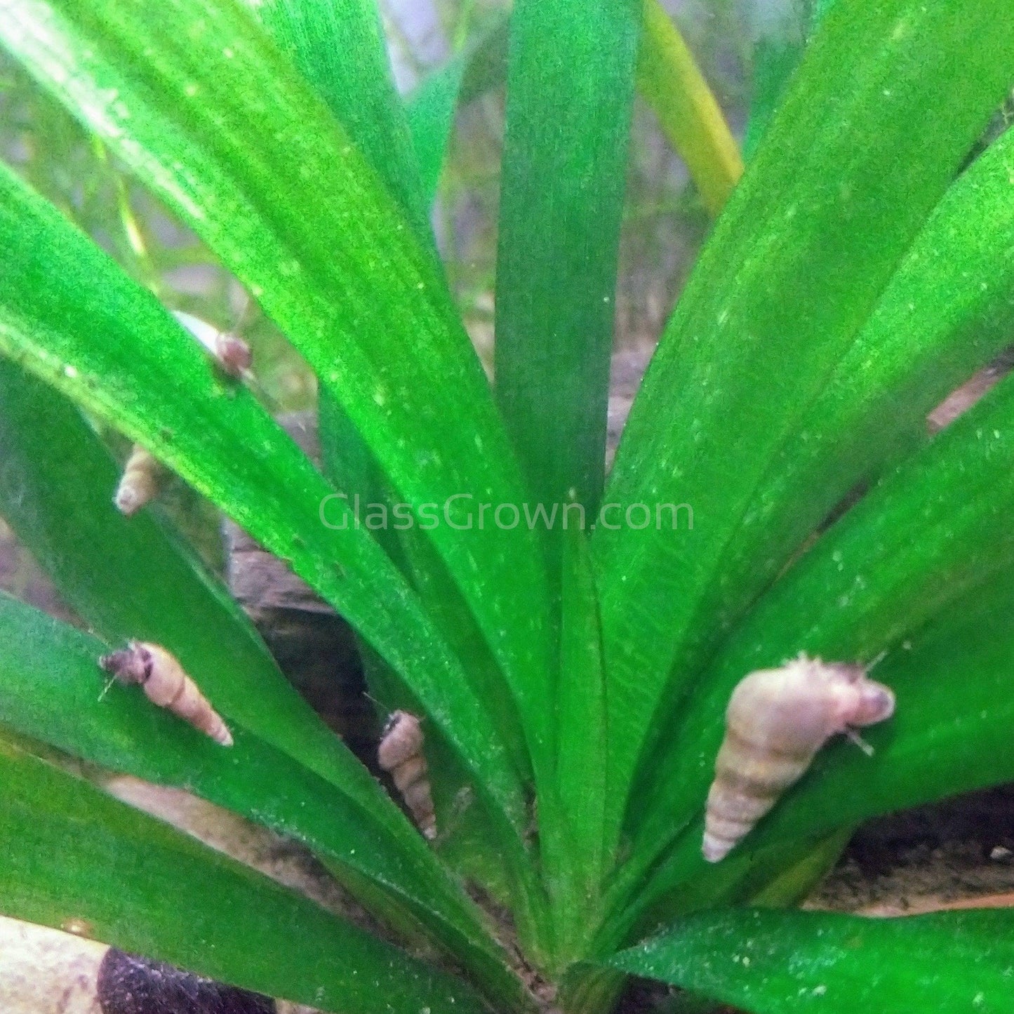 Malaysian Trumpet 5+ Snails
