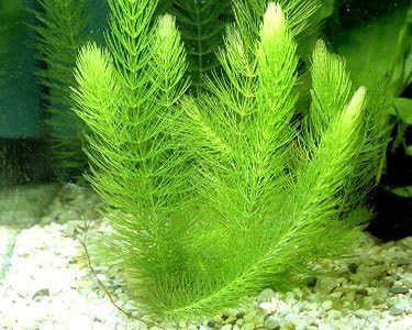 18 Plants Bundle / 6 Species Live Aquarium Plants Package - Microsorum, Amazon Sword, Anubias, Moneywort, Hornwort, etc. (75+ Gallon Aquariums)