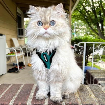 Voyager Step-in Lock Cat Harness & Leash Set