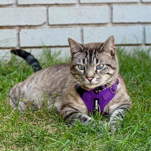 Voyager Step-in Lock Cat Harness & Leash Set