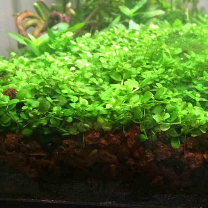 Foreground Potted Live Aquarium Plants | Freshwater Aquatic Plants for Aquariums (Potted Monte Carlo, 3 Pack)