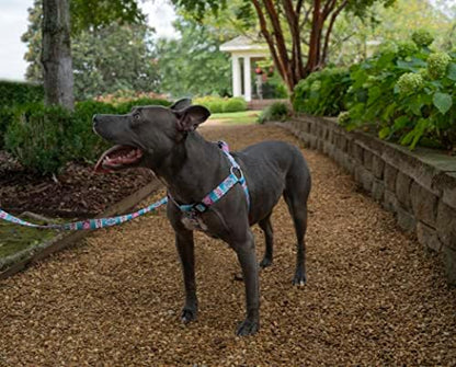 Country Brook Petz