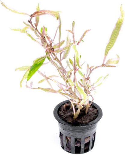 Live Plants – Chai Hygrophila (Hygrophila lancea 'Chai') – Medium to High Light, Pink and Reddish Accent Aquatic Plant, Midground Placement – Stem Growth – Pot – 1 Pack