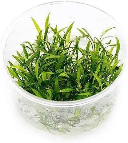 Ultum Nature Systems Cryptocoryne Parva Tissue Culture Live Plant for Aquarium, Freshwater Fish Tank, Aquascaping - 100% Snail Free in Vitro