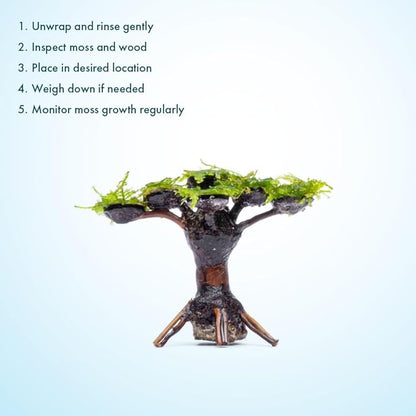 Live Planted Bonsai - Java Moss on Bonsai Driftwood - Bright Green Aquascaping Decor for Freshwater Aquariums - Large