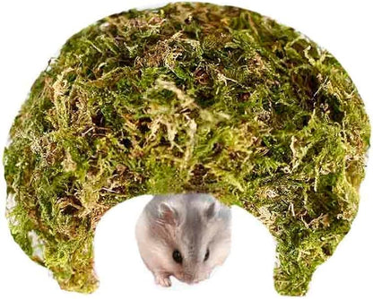 Coconut Hamster Hideout Hamster House Gerbil Cage for Small Animals with a Bundle of Apple Sticks a Carrot (Green)