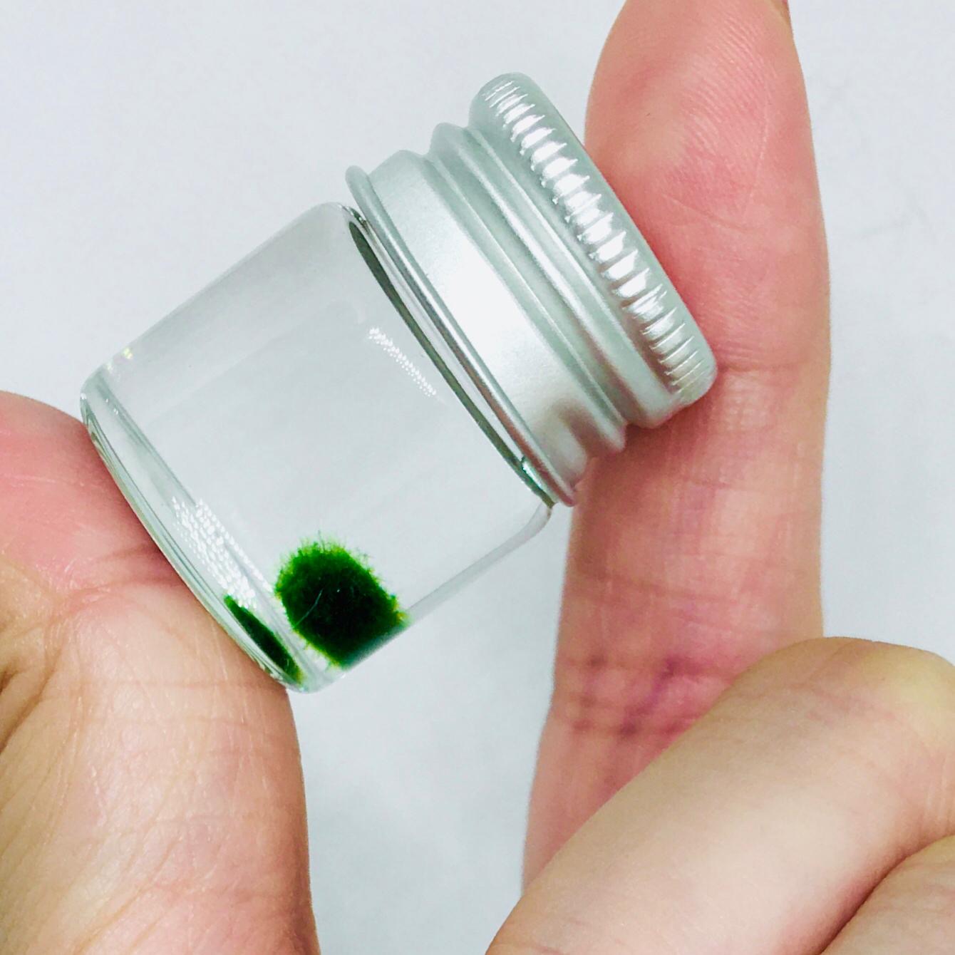 Super Mini Baby Marimo Moss Ball Kit Mini Moss Ball