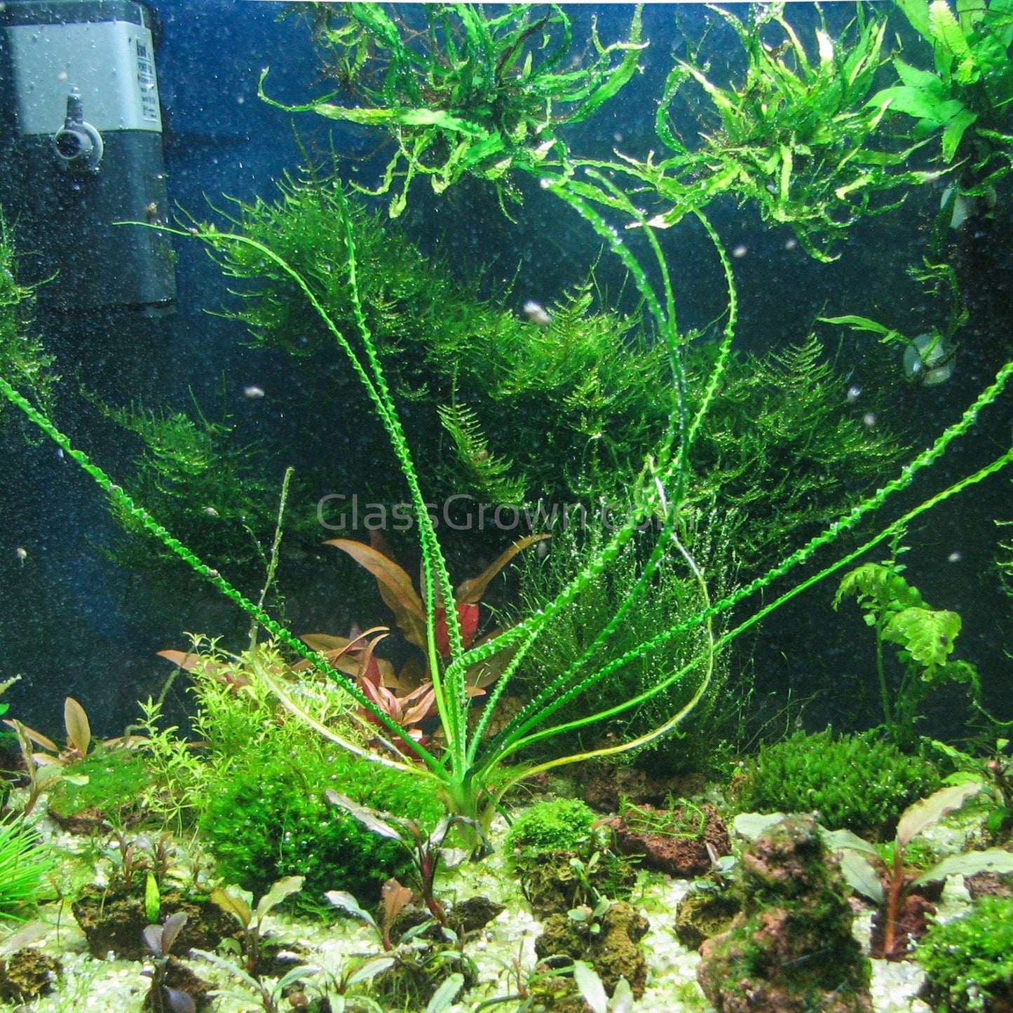Potted Crinum Calamistratum