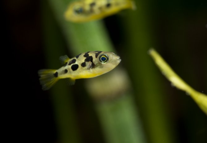 Dwarf Pea Puffer