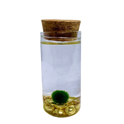 Fortune Moss Kit Office Desktop Decor