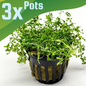 Potted Pearlweed