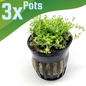 Dwarf Baby Tears (Hemianthus Callitrichoides)