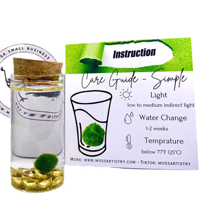 Fortune Moss Kit Office Desktop Decor