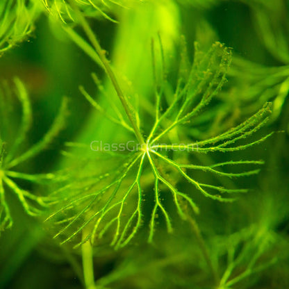 Bunch Hornwort