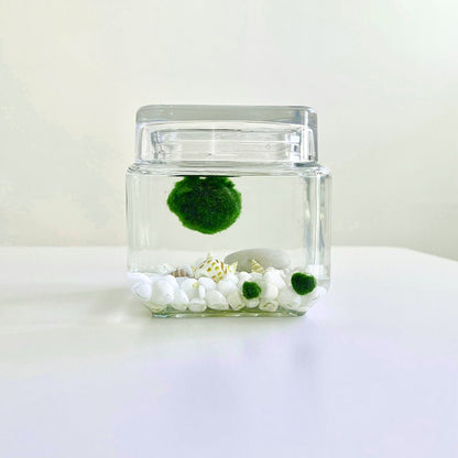Marimo Moss Ball Aquarium Glass Terrarium Designer 4.5" Home Decor and Office Decor
