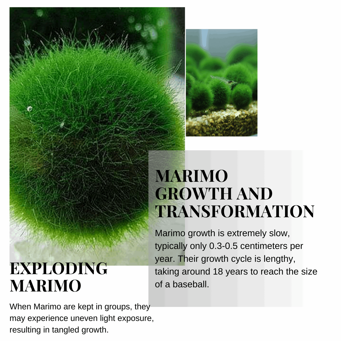 Marimo Moss Ball Aquarium 6-12 Month 0.8-1.5cm Marimo Moss Balls: 5/10/20/50PCS