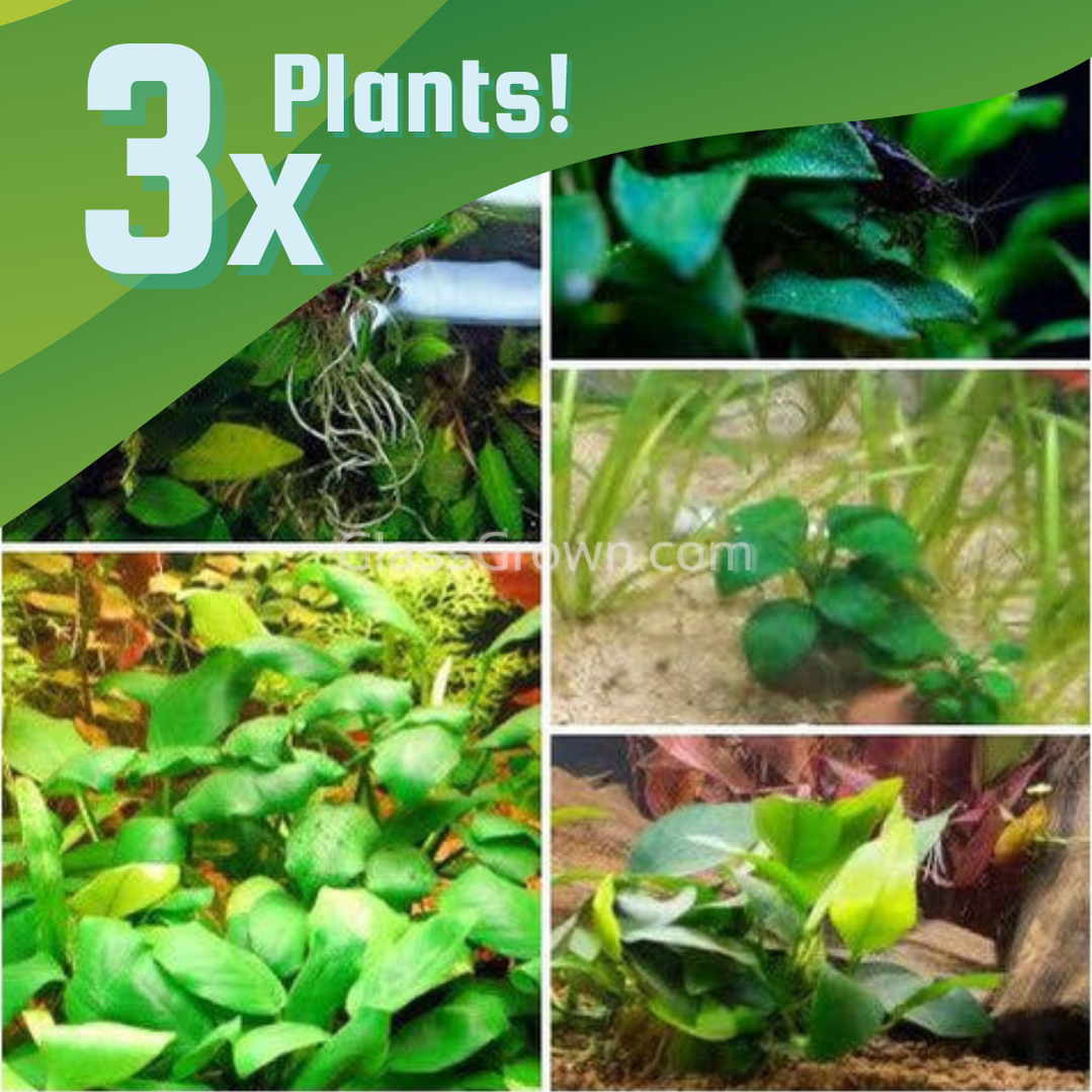 Bestselling Anubias Starter Pack (3 Plants)