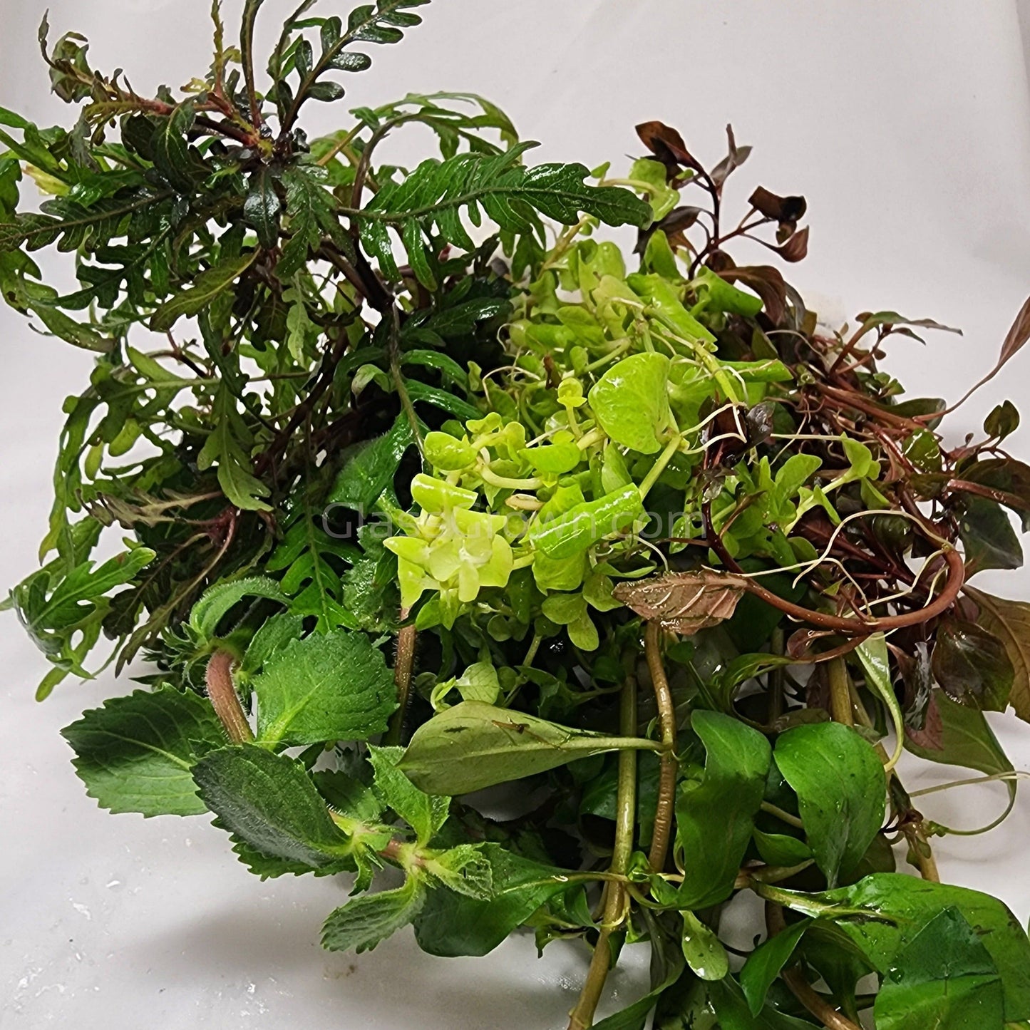 Mystery Bunch plant