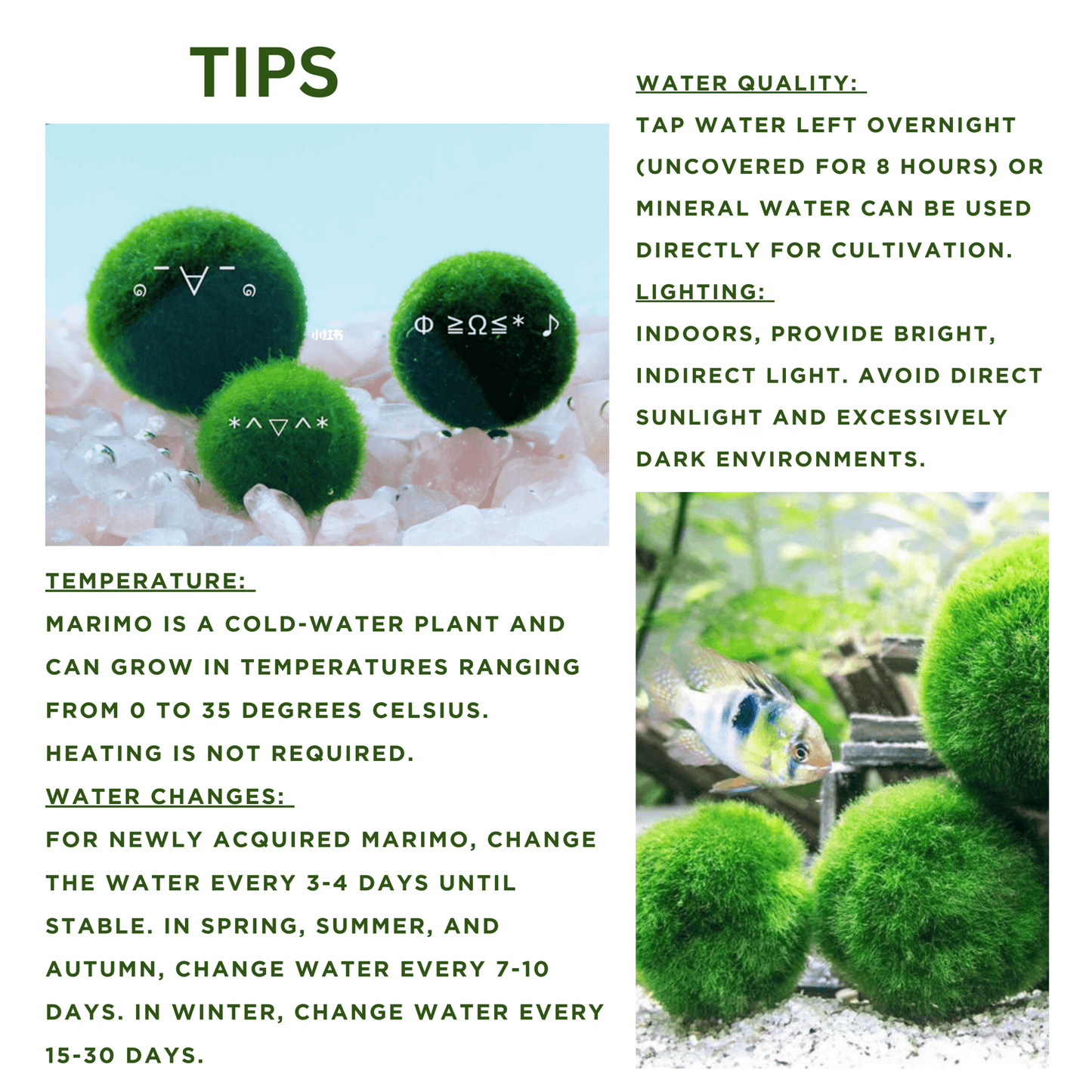Sample Marimo Moss Balls For Aquarium Multiple Size - Kokedama Japanese Algae Ball