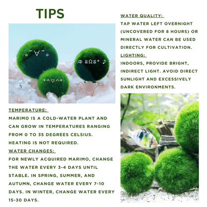 Sample Marimo Moss Balls For Aquarium Multiple Size - Kokedama Japanese Algae Ball