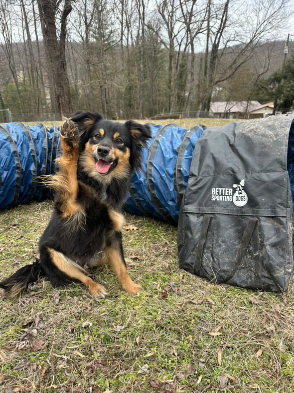 Better Sporting Dogs Heavy Duty Dog Agility Tunnel – 10 ft PVC Training Tunnel with Sandbags