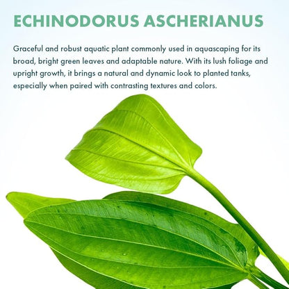 Live Plants - Argentine Sword (Echinodorus ascherianus) - Low to Medium Light, Bright Green Accent for Background Freshwater Aquarium Aquascaping - Pot