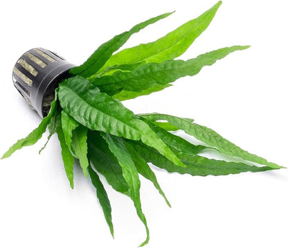 Java Fern Live Aquarium Plants - Potted Freshwater Plant for Fish Tanks - Beginner Friendly, Low Light (Java Fern, 1 Pot)