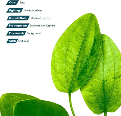 Live Plants - Argentine Sword (Echinodorus ascherianus) - Low to Medium Light, Bright Green Accent for Background Freshwater Aquarium Aquascaping - Pot
