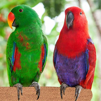 Super Bird Creations SB1153 Sure-Grip Grooming Perch Large, Medium/Large Bird Size - Enriches Beak and Foot Health - Ideal for Parrots Parakeets Quakers -Large Bird Size, 1 1/4" diam x 12" (Large)