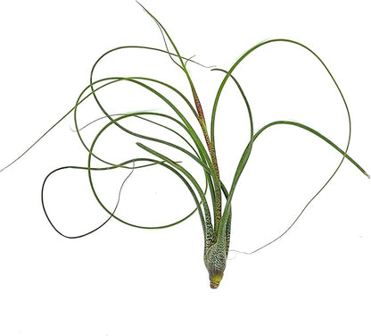 Live Air Plants - Tillandsia Butzii, Jumbo 7-9" - 1ct - Live Arrival Guaranteed - House Plants for Home Decor & Gift