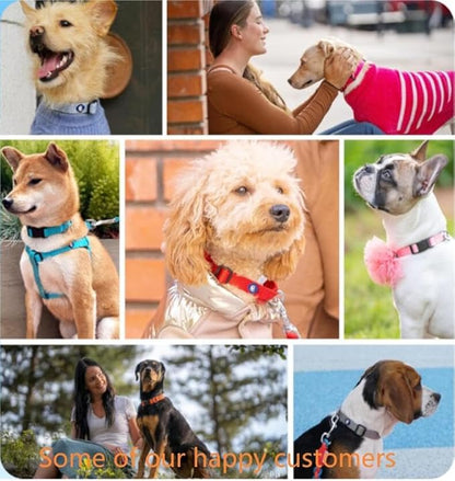 Blueberry Pet Essentials Medium Dog Collar in Marina Blue | Adjustable & Eco-Friendly Durable Nylon Strap | Classic Collar for Medium Dogs, Boy & Girl Pets