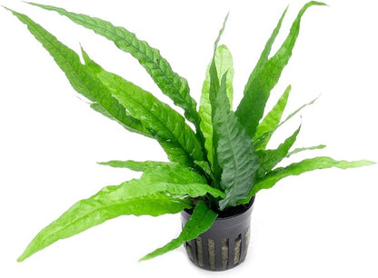 Java Fern Live Aquarium Plants - Potted Freshwater Plant for Fish Tanks - Beginner Friendly, Low Light (Java Fern, 3 Pots)