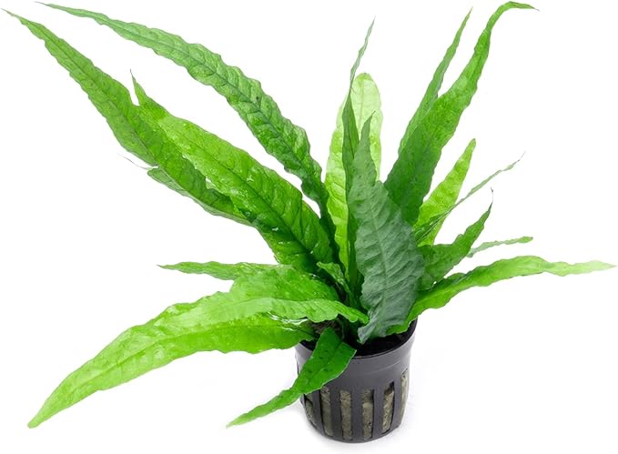 Java Fern Live Aquarium Plants - Potted Freshwater Plant for Fish Tanks - Beginner Friendly, Low Light (Java Fern, 1 Pot)