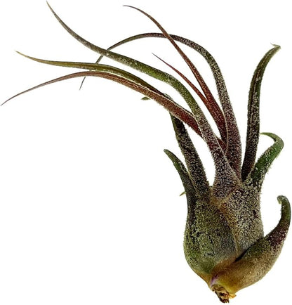 Air Plants - Tillandsia Pruinosa, Large 3-5" - 2ct - Live Arrival Guaranteed - House Plants for Home Decor & Gift