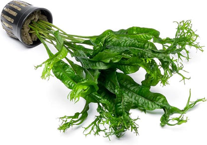 Java Fern Live Aquarium Plants - Potted Freshwater Plant for Fish Tanks - Beginner Friendly, Low Light (Windelov, 3 Pots)