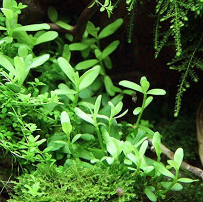 Bacopa Monnieri Moneywort Potted Live Aquarium Decorations Aquatic Plants for Fish Tank by Mainam