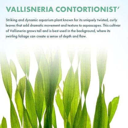 Live Plant - Tall Grass, Corkscrew Vallisneria (Vallisneria Americana 'Contortionist') - Moderate to High Light, Bright Green, Background - Lead Bunch, 4 Pack