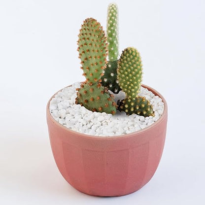2.5 lbs White Aquarium Gravel, 1/5 Inch White Rocks for Plants, Small Pebbles for Vases, Succulents, Bamboo, Natural Decorative Pebbles for Plants Drainage, Cactus, Crafts