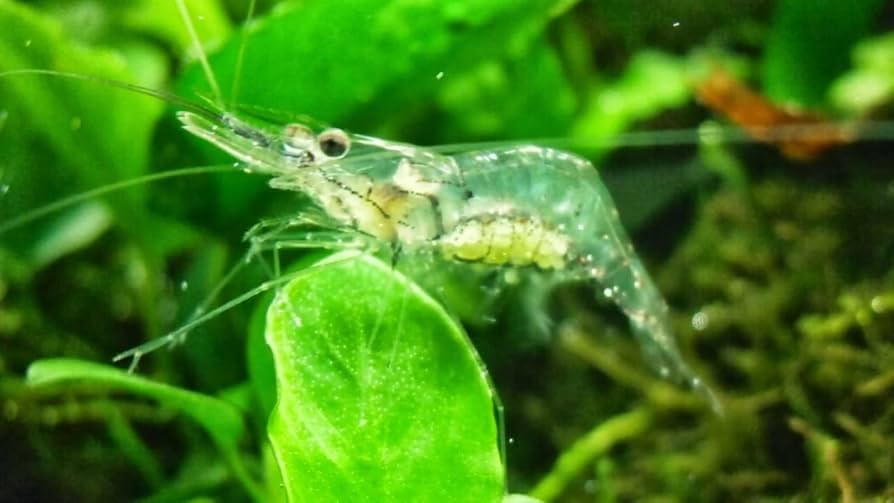 Ghost Shrimp (Pack of 25)