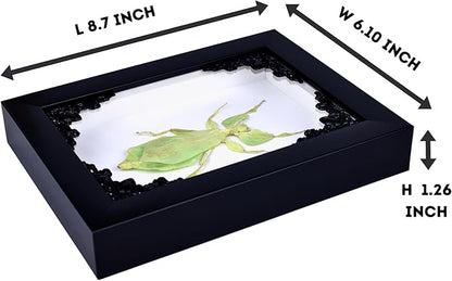 Tarantula or Leaf Insect in Gothic Shadow Box Frame | Mexican Gothic Taxidermy | Witch & Halloween Décor for Bedroom | Goth Home Décor (Leaf Insect)