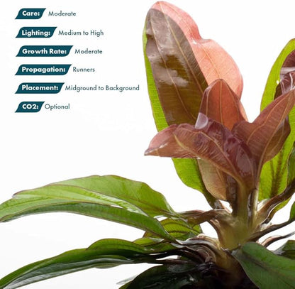 Live Plants - Echinodorus ‘Red Rubin’ (Echinodorus sp.) - Medium to High Light, Red Green, Midground to Background, Freshwater Aquascaping Aquatic Plant - Pot