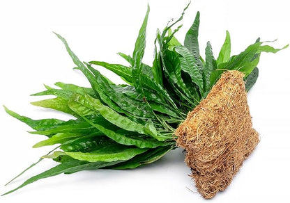 Live Aquarium Plants on Driftwood, Lava Rock, Moss, Fiber Mat - Freshwater Fish Tanks - Easy, Beginner Friendly (Java Fern, Fiber Mat (Large))